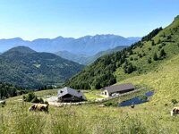 2 g - SUTRIO_OVARO_SUTRIO