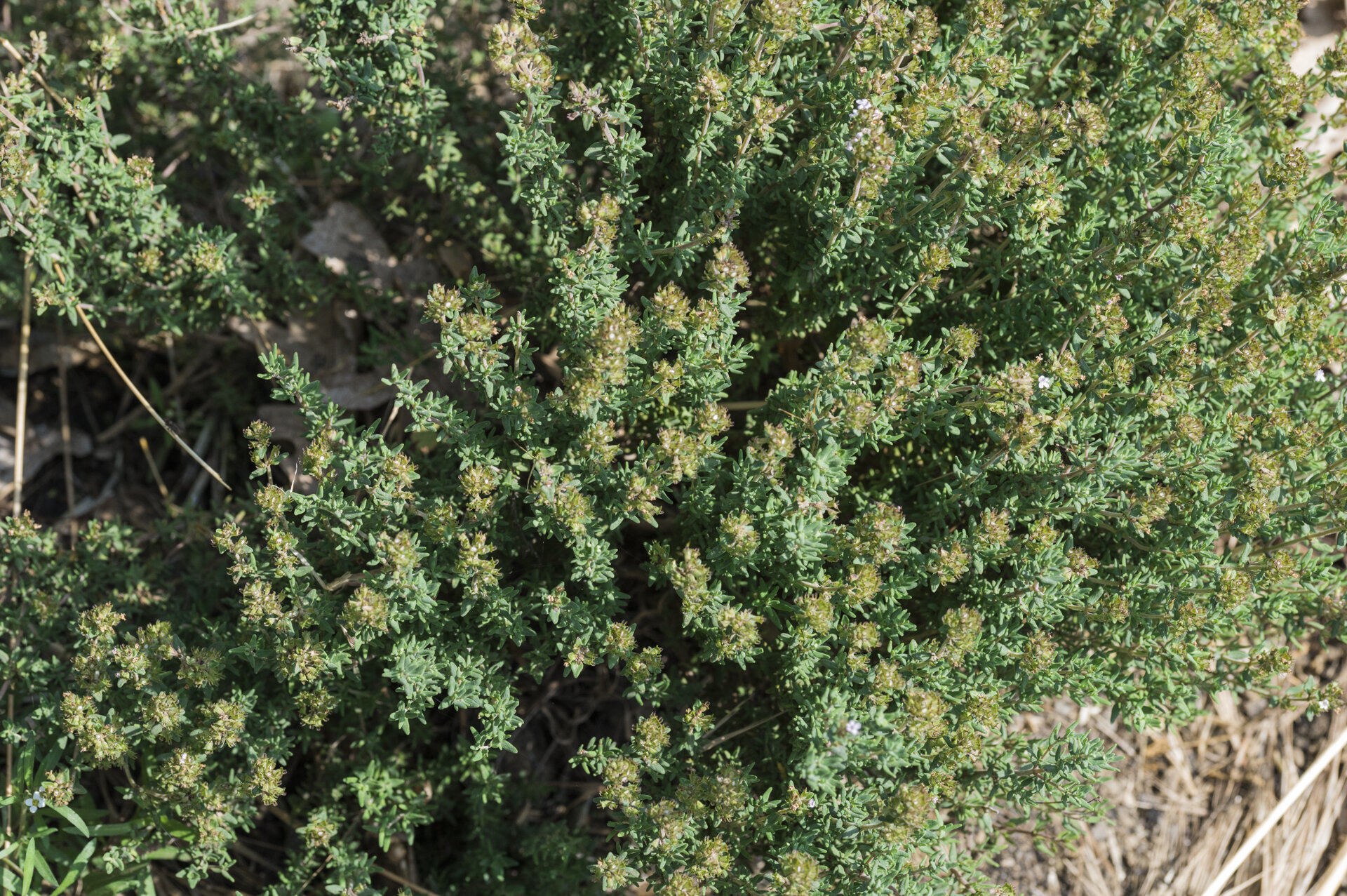 The secrets of lava soils - Sari Farm The secrets of lava soils - Sari Farm