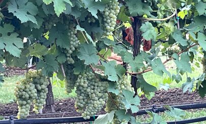 b1722f3d-0353-4e51-a227-e9934ad4e662.jpeg b1722f3d-0353-4e51-a227-e9934ad4e662.jpeg