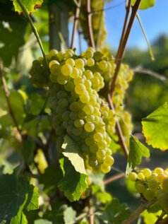 db09fd5f-9309-4da4-a79d-a5985c9b830c.jpeg db09fd5f-9309-4da4-a79d-a5985c9b830c.jpeg