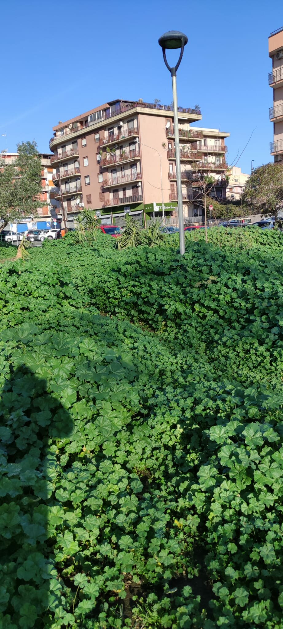 Fotonotizia sul verde pubblico cittadino a crescita incontrollata...