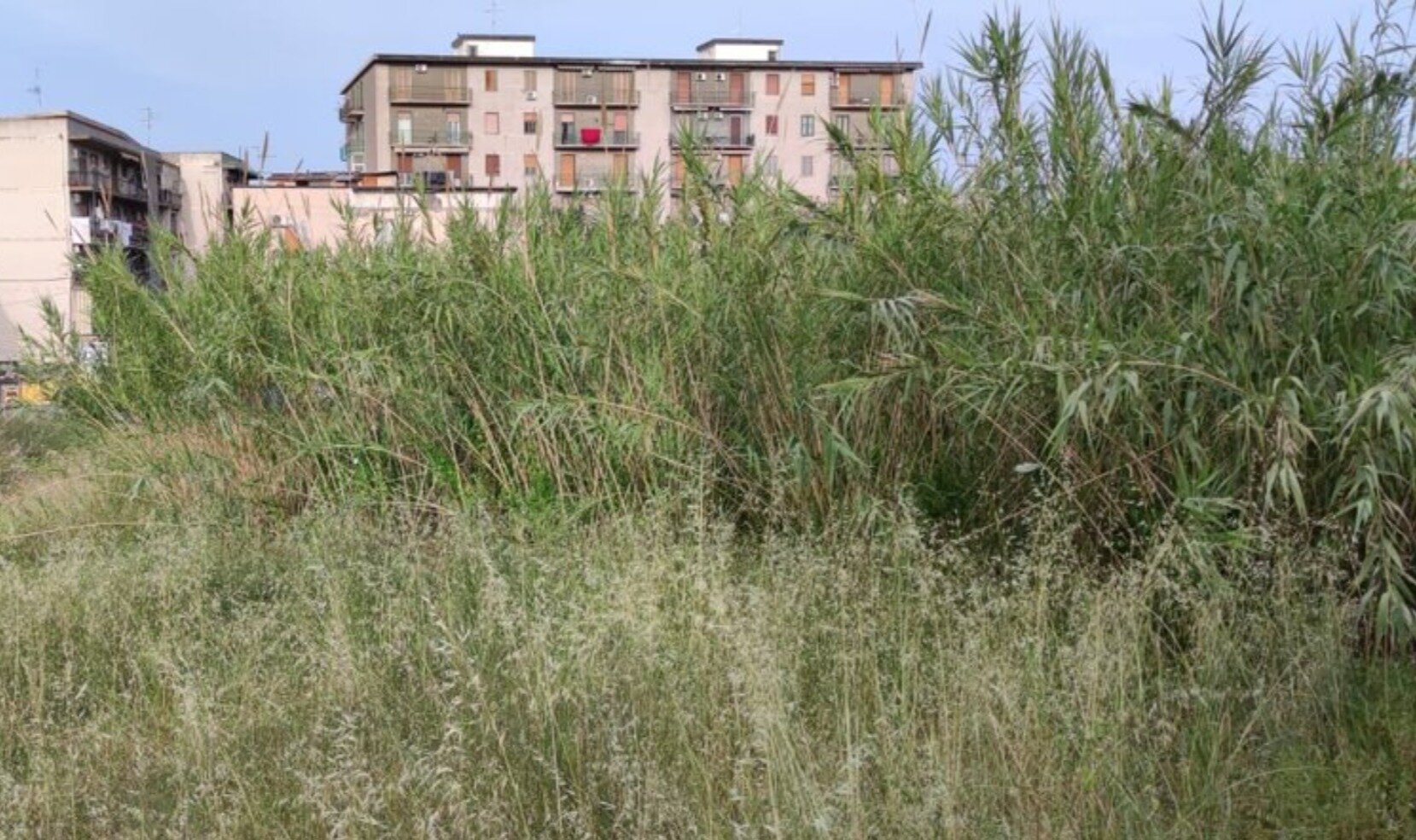 Scerbamento verde pubblico… nulla di nuovo a Catania.