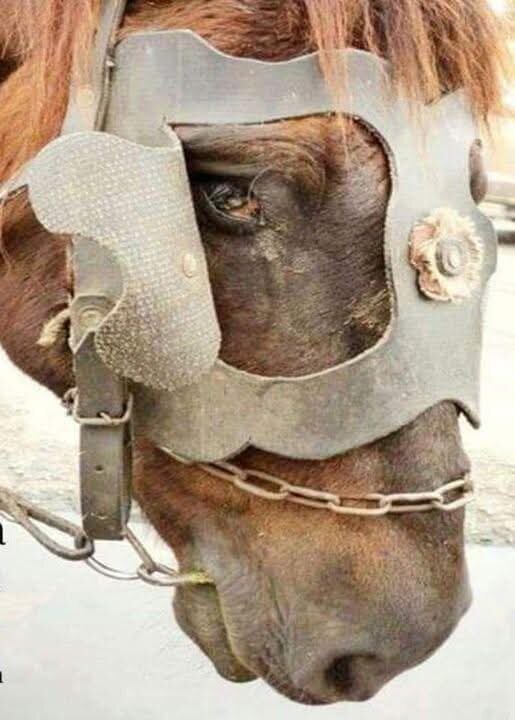 Piedimonte Etneo Scomparso cavallo sotto sequestro giudiziario