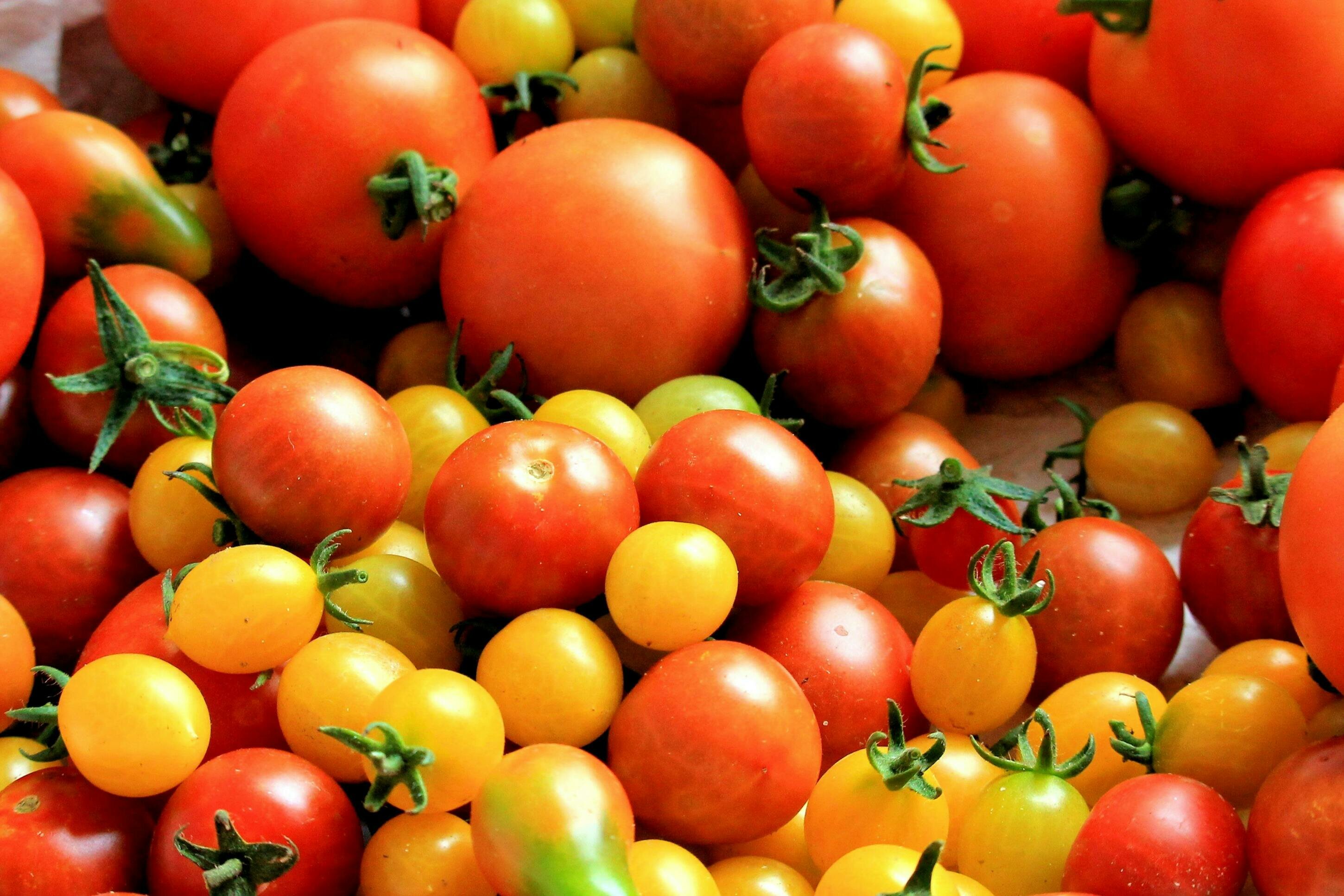 Maledetti vegani... Il film. Maledetti vegani... Il film.