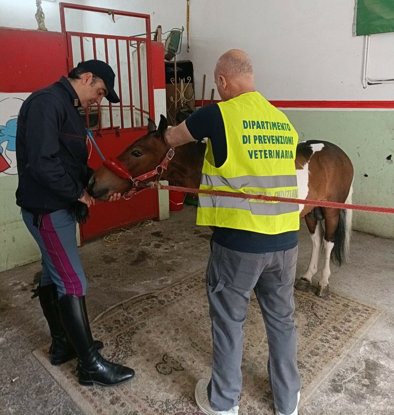 Stalle abusive a San Cristoforo. Due pony sequestrati. Video.