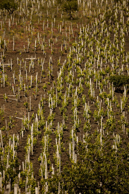 03_mg_9827.jpeg 03_mg_9827.jpeg