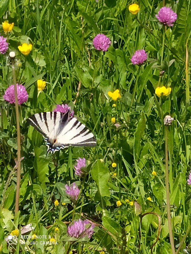 img_20210529_152516.jpeg img_20210529_152516.jpeg