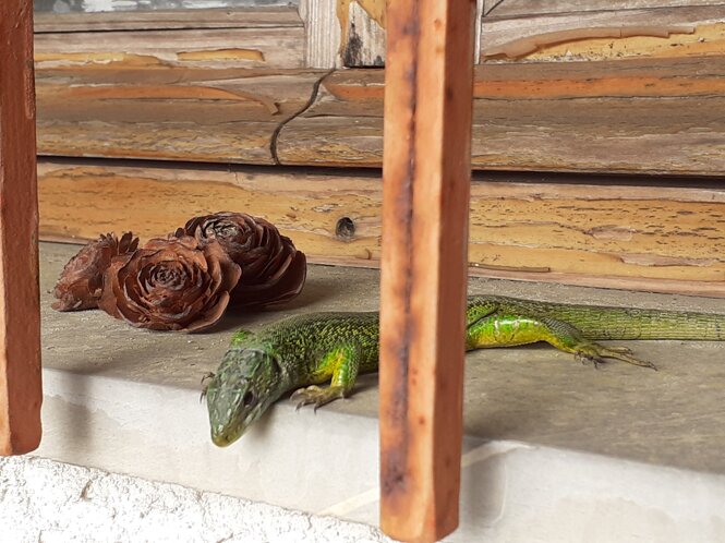 20200610_175831.jpeg 20200610_175831.jpeg