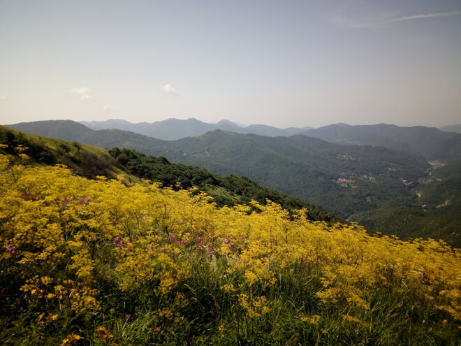 img_20180715_105630.jpeg img_20180715_105630.jpeg