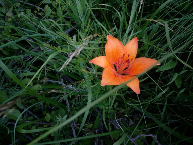 img_20180624_165159.jpeg img_20180624_165159.jpeg