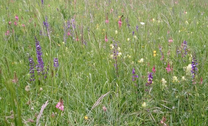 img_20180526_194721.jpeg img_20180526_194721.jpeg