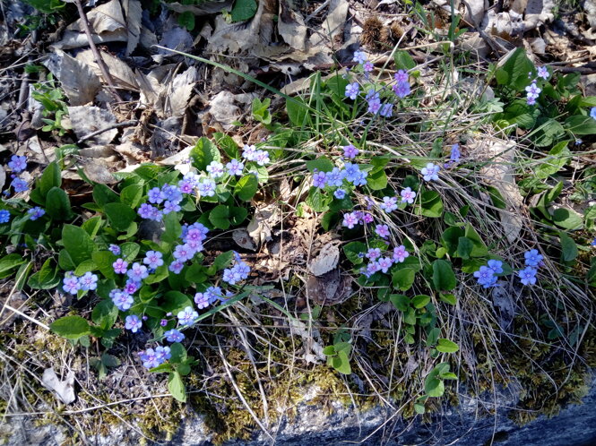 img_20180422_121356.jpeg img_20180422_121356.jpeg