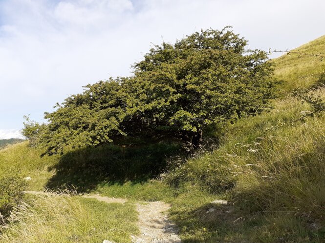 20200726_090856.jpeg 20200726_090856.jpeg