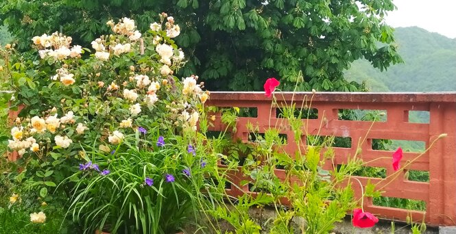 img_20240531_140101.jpeg img_20240531_140101.jpeg