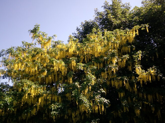 img_20180616_103024.jpeg img_20180616_103024.jpeg