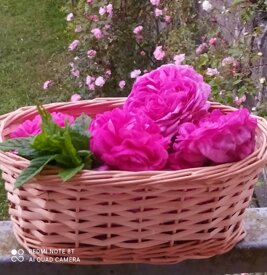 img_20240608_211519.jpeg img_20240608_211519.jpeg