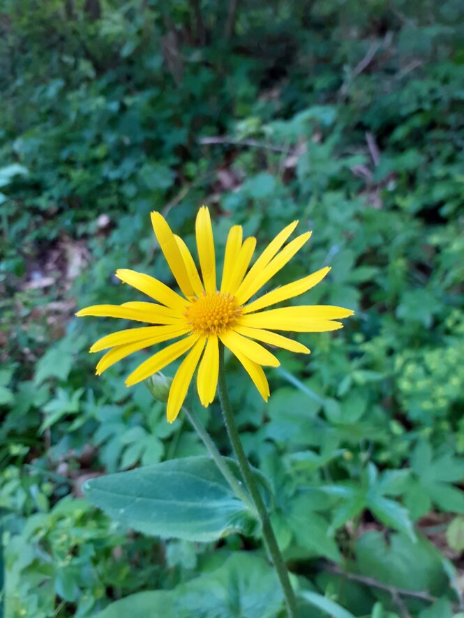 20200513_071719.jpeg 20200513_071719.jpeg