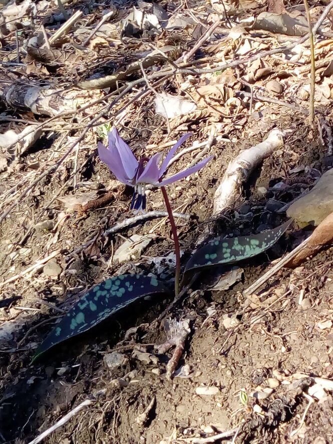 img_20180401_185717.jpeg img_20180401_185717.jpeg