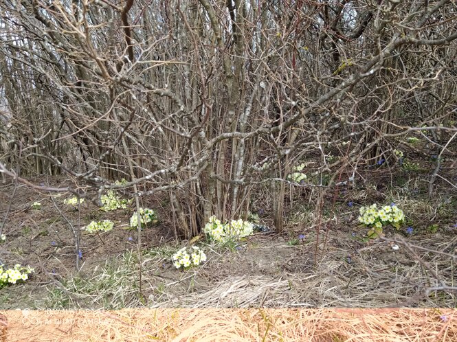 img_20210321_131545.jpeg img_20210321_131545.jpeg