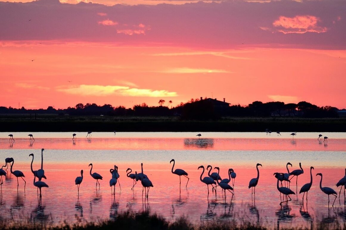 fenicotteri-in-saline-al-tramonto-ph.-@merendimassimo-via-@visitcervia.jpeg fenicotteri-in-saline-al-tramonto-ph.-@merendimassimo-via-@visitcervia.jpeg