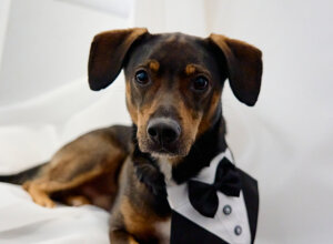 eyJpdCI6Im1hdHJpbW9uaW8gVmlsbGEgTGFnb3JpbyBDZWxsZSBMaWd1cmUifQ==