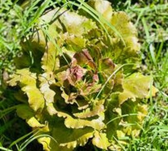 391695912_344615228095391_6250252336034771292_n.jpeg 391695912_344615228095391_6250252336034771292_n.jpeg