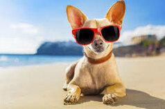 Pet Friendly Pet Friendly