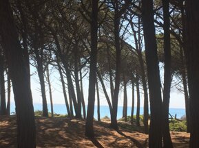 Pineta a Rosignano Solvay