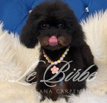 foto%20sito%20cucciolo%20birbe%20(97)