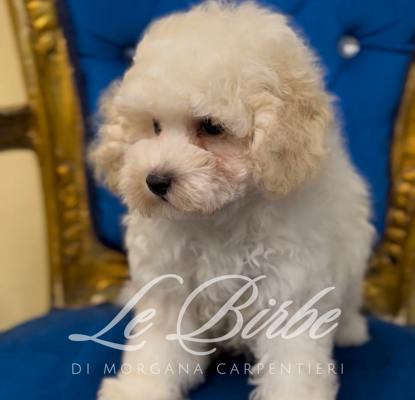 foto%20sito%20cucciolo%20birbe%20-%202026-09-05t101248.077 foto%20sito%20cucciolo%20birbe%20-%202026-09-05t101248.077