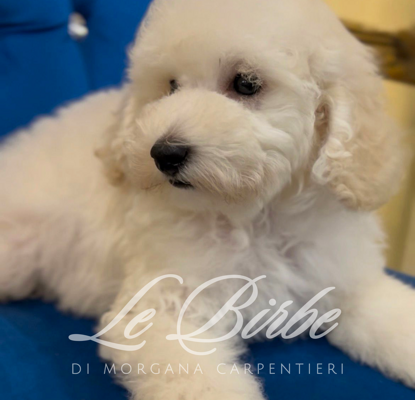 foto%20sito%20cucciolo%20birbe%20-%202026-09-05t095910.293 foto%20sito%20cucciolo%20birbe%20-%202026-09-05t095910.293