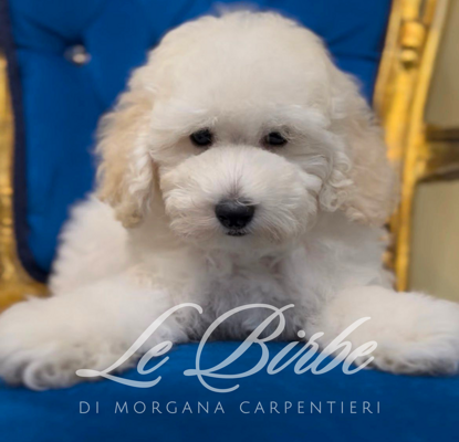 foto%20sito%20cucciolo%20birbe%20-%202026-09-05t101305.367 foto%20sito%20cucciolo%20birbe%20-%202026-09-05t101305.367