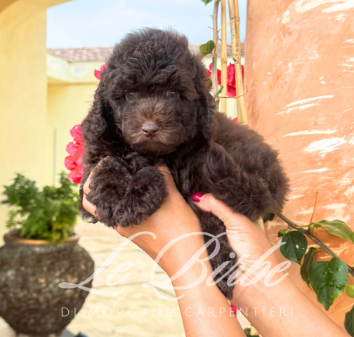 foto%20sito%20cucciolo%20birbe%20(32)