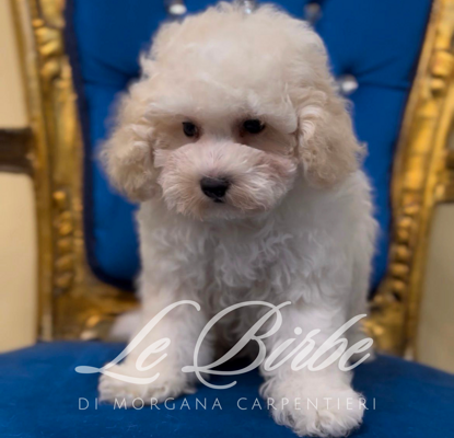foto%20sito%20cucciolo%20birbe%20-%202026-09-05t101319.093 foto%20sito%20cucciolo%20birbe%20-%202026-09-05t101319.093