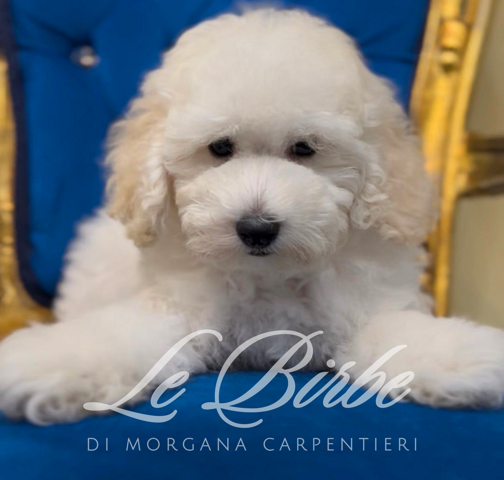 foto%20sito%20cucciolo%20birbe%20-%202026-09-05t095910.293