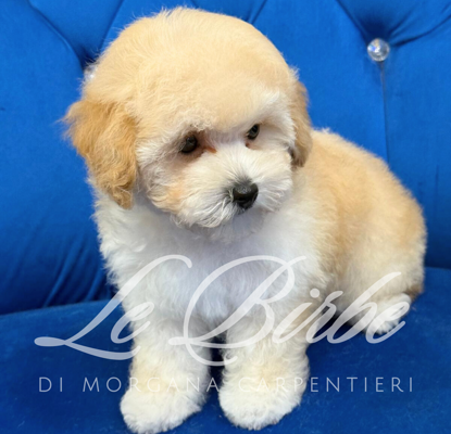 foto%20sito%20cucciolo%20birbe%20(98)