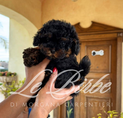 foto%20sito%20cucciolo%20birbe%20(49)