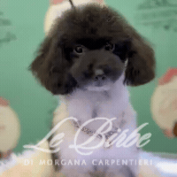 foto%20sito%20cucciolo%20birbe%20(27)