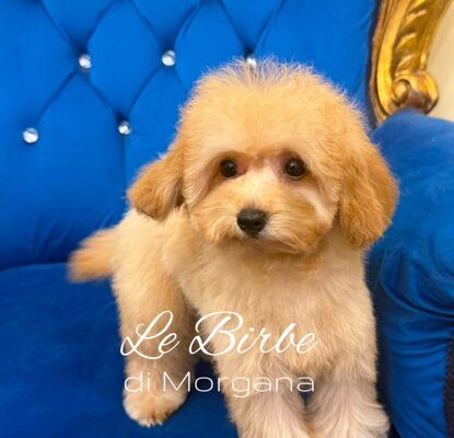 foto%20sito%20cucciolo%20birbe%20-%202026-09-05t130033.793 foto%20sito%20cucciolo%20birbe%20-%202026-09-05t130033.793