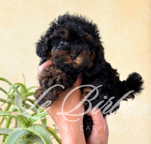 foto%20sito%20cucciolo%20birbe%20(24)