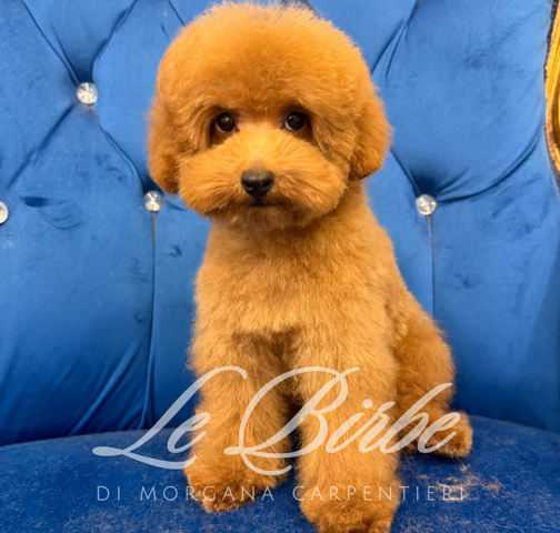 foto%20sito%20cucciolo%20birbe%20(42)