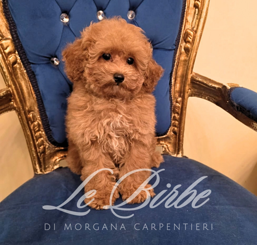 foto%20sito%20cucciolo%20birbe%20-%202026-09-05t125753.590