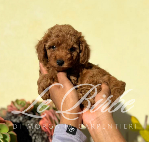 foto%20sito%20cucciolo%20birbe%20(19)