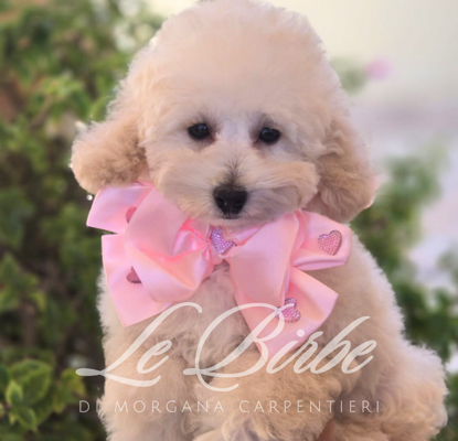 foto%20sito%20cucciolo%20birbe%20-%202026-09-05t125721.638 foto%20sito%20cucciolo%20birbe%20-%202026-09-05t125721.638