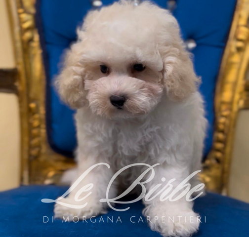 foto%20sito%20cucciolo%20birbe%20(46)