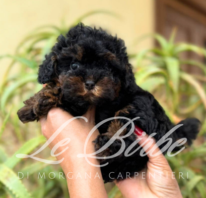 foto%20sito%20cucciolo%20birbe%20(90)