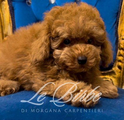 foto%20sito%20cucciolo%20birbe%20-%202026-09-05t095852.936 foto%20sito%20cucciolo%20birbe%20-%202026-09-05t095852.936