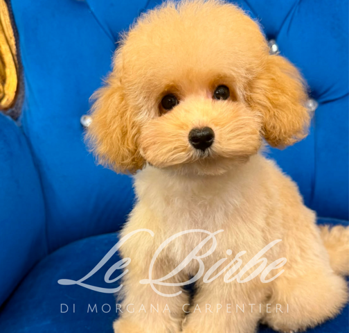 foto%20sito%20cucciolo%20birbe%20-%202026-09-05t101248.077