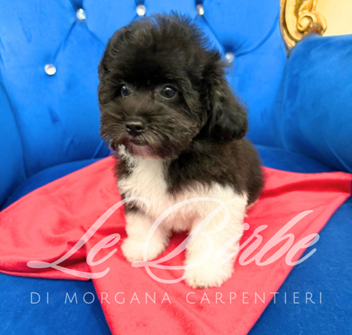 foto%20sito%20cucciolo%20birbe%20(62)