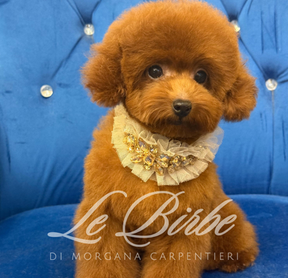 foto%20sito%20cucciolo%20birbe%20(49)